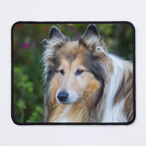 Item preview, Beautiful Collie designed and sold by KarenWoodArt.
