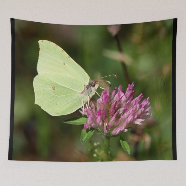 Item preview, Lemons. Common brimstone designed and sold by Jouko Lehto Photography.