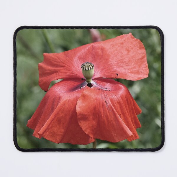 Item preview, r 2562/ 7 " un Coquelicot Restaurateur ! a Restorative Poppy " A(t) table ! " par Okaio Créations Olavia&Olao designed and sold by o.okaïo.