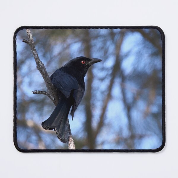 Item preview, Spangled drongo designed and sold by MargsNaturePix.
