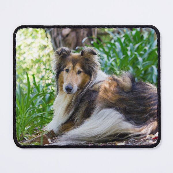 Item preview, Sweet Collie designed and sold by KarenWoodArt.