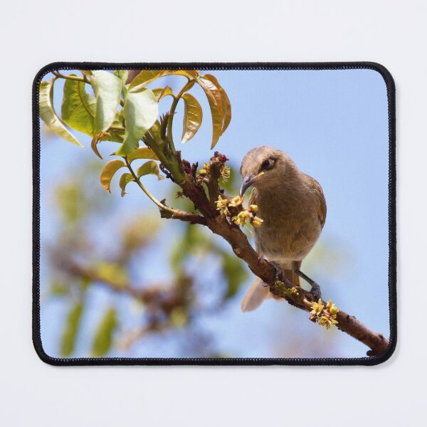 Item preview, Brown honeyeater  designed and sold by MargsNaturePix.