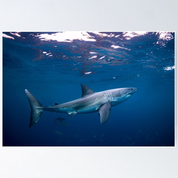 Item preview, Great White Shark Underwater designed and sold by Motivation111.