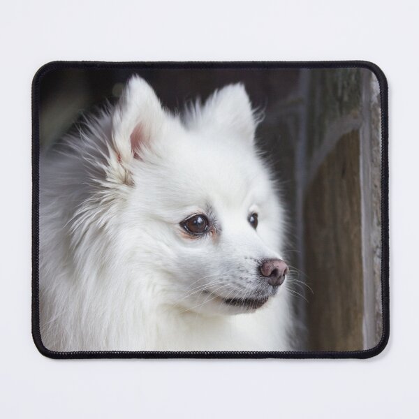 Item preview, Japanese Spitz Dog designed and sold by KarenWoodArt.