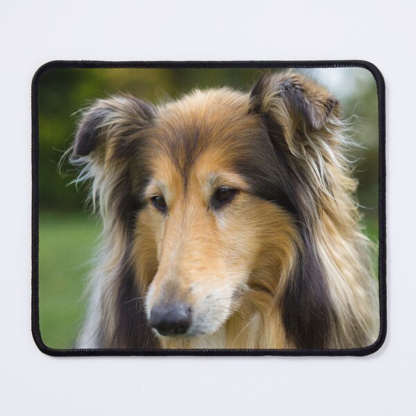 Item preview, Collie Focus designed and sold by KarenWoodArt.