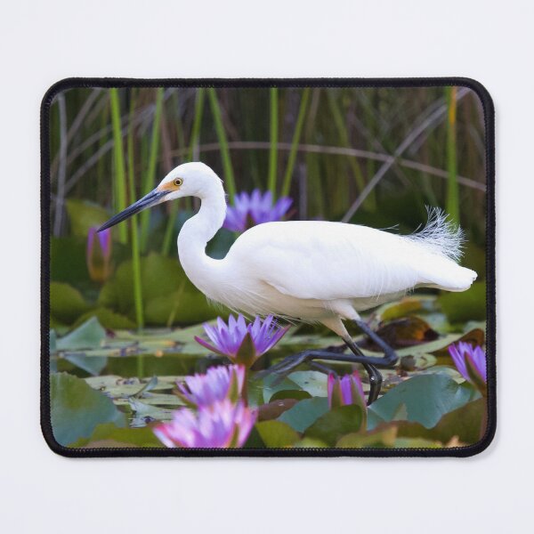 Item preview, Little Egret  designed and sold by MargsNaturePix.
