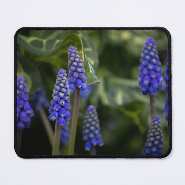Item preview, Muscari designed and sold by KarenWoodArt.