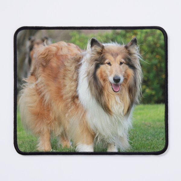 Item preview, Sable Rough Collie designed and sold by KarenWoodArt.