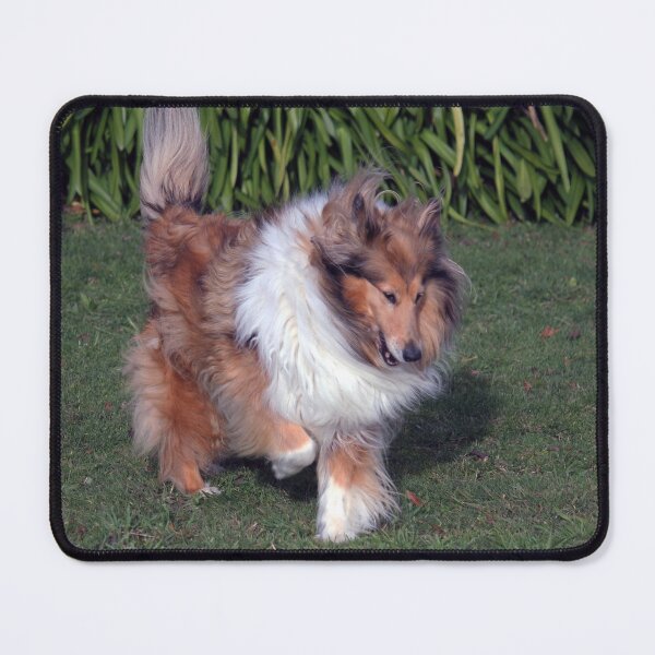 Item preview, Collie Nose Down Tail Up designed and sold by KarenWoodArt.