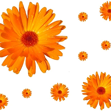 Artwork thumbnail, English Marigolds by RMSartZ