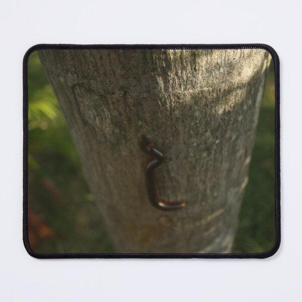 Item preview, Thailand worm designed and sold by sonkhran.