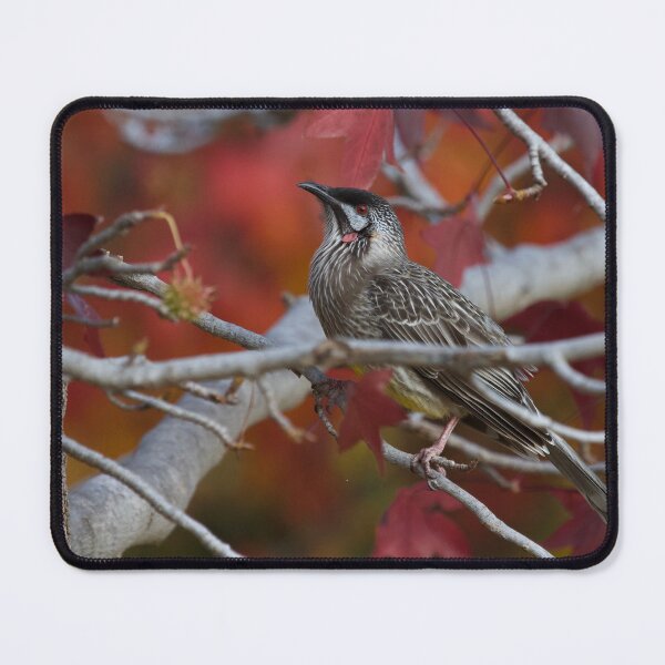 Item preview, Red Wattlebird designed and sold by MargsNaturePix.