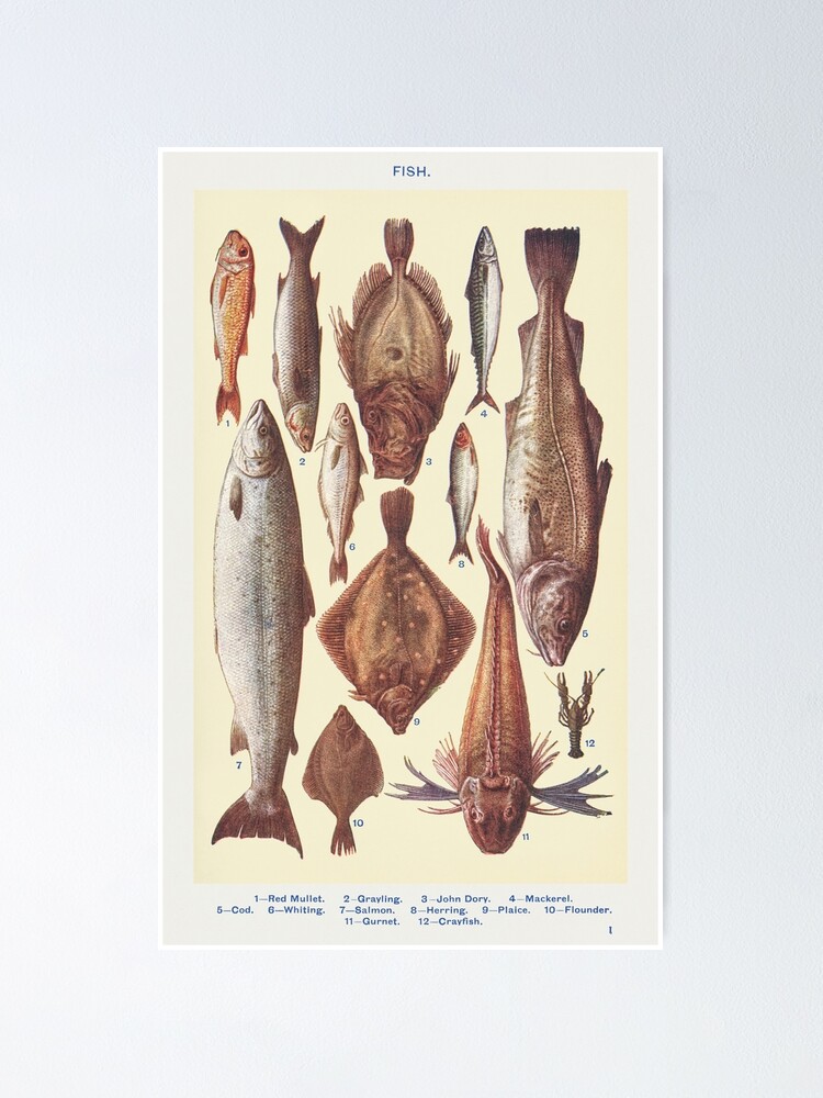 Vintage Fish Poster | Poster