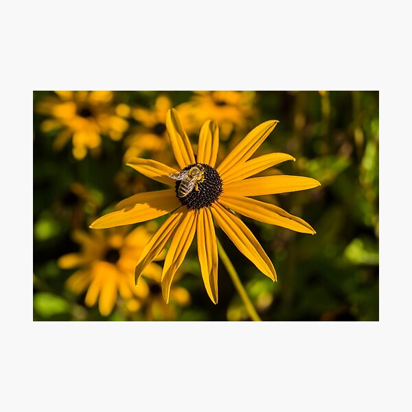 Bee and Flower Photographic Print