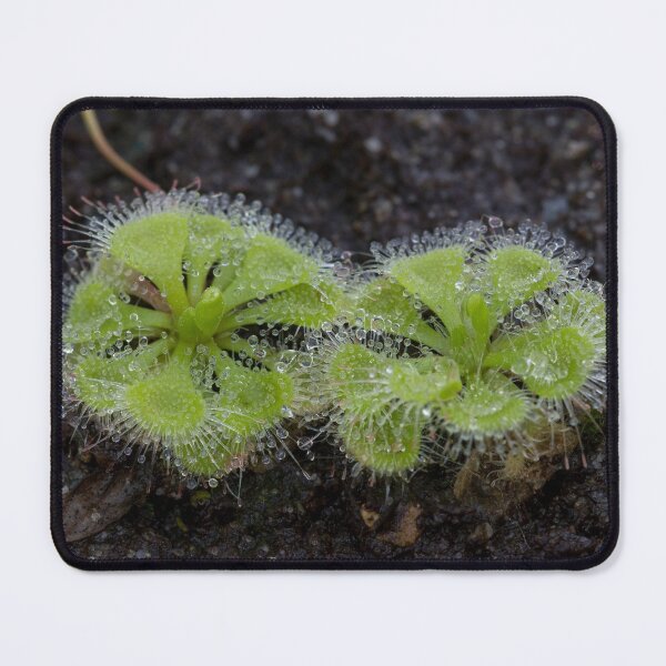 Item preview, Tropical sundew (Drosera burmannii) designed and sold by Trent Townsend.