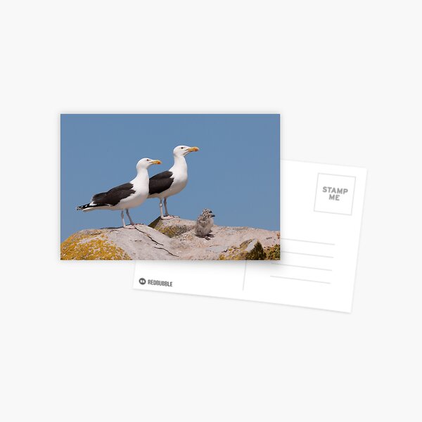 Item preview, The Family Stands Proudly, Saltee Island, County Wexford, Ireland designed and sold by AndrewJonesFoto.