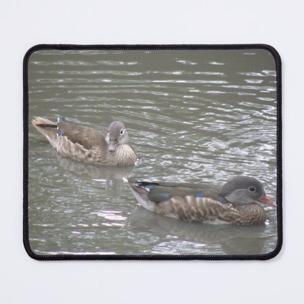 Item preview, Mandarin Ducks Female and Eclipse Male Photograph designed and sold by naturegallery.