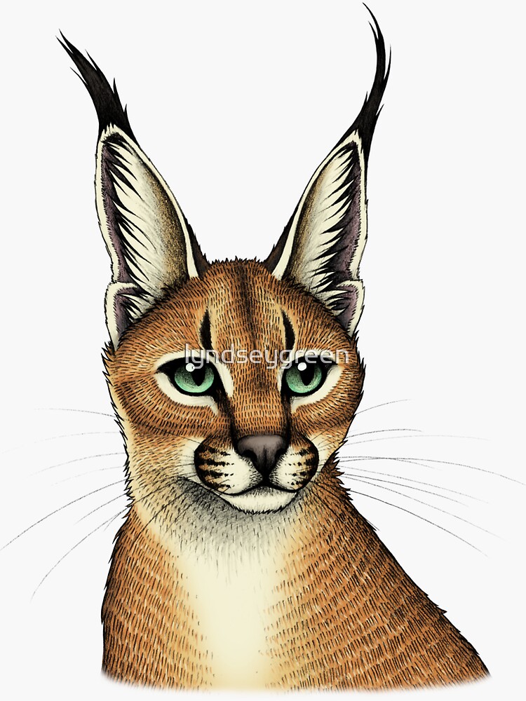 big floppa - caracal Sticker for Sale by faelarvae