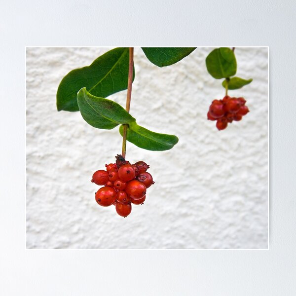Item preview, red berries designed and sold by Philipp Verges.