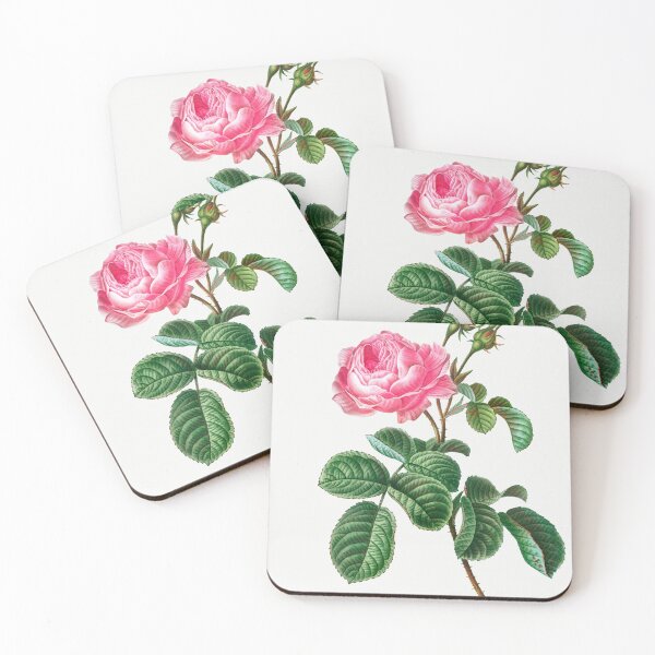 Item preview, Cabbage rose (Rosa centifolia) from Traité des Arbres et Arbustes que l’on cultive en France en pleine terre (1801–1819) by Pierre-Joseph Redouté. Original from the New York Public Library. designed and sold by LenaShines.
