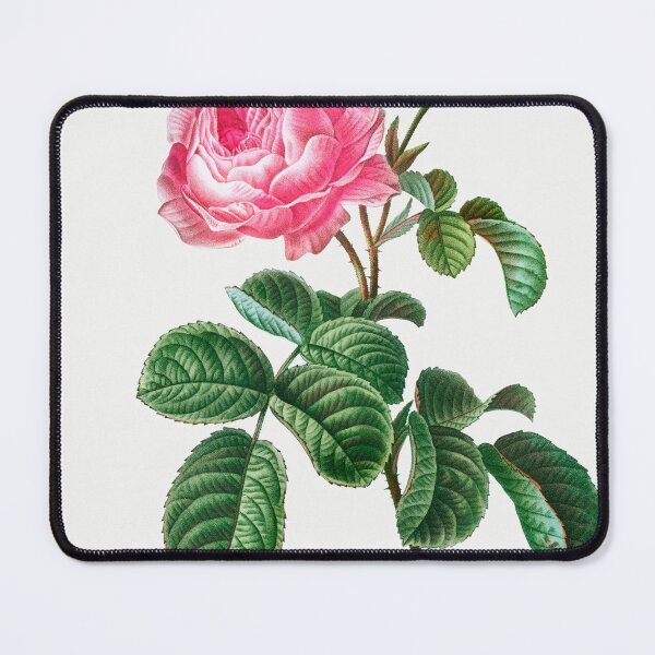 Item preview, Cabbage rose (Rosa centifolia) from Traité des Arbres et Arbustes que l’on cultive en France en pleine terre (1801–1819) by Pierre-Joseph Redouté. Original from the New York Public Library. designed and sold by LenaShines.