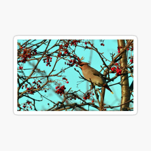Item preview, Waxwing (Bombycilla garrulus) feeding on berries - Warrington designed and sold by Chris Monks.