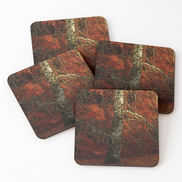 Item preview, Birch tree in an Irish autumn forest designed and sold by AlbertMi.