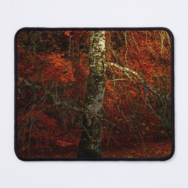 Item preview, Birch tree in an Irish autumn forest designed and sold by AlbertMi.
