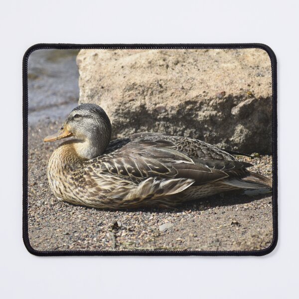Item preview, Female Mallard Duck on the Riverbank designed and sold by Kathleen Brant.