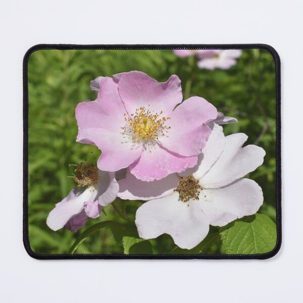 Item preview, Wild Roses designed and sold by Kathleen Brant.