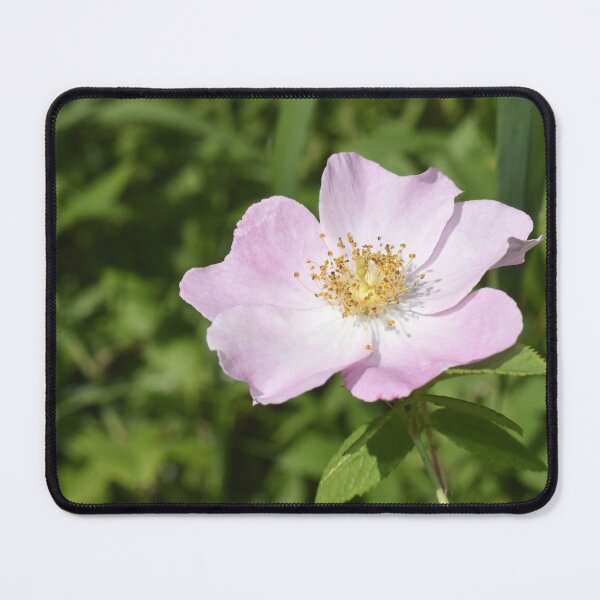 Item preview, Wild Rose designed and sold by Kathleen Brant.