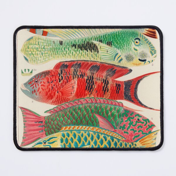 Item preview, Great Barrier Reef Fishes from The Great Barrier Reef of Australia (1893) by William Saville-Kent (1845-1908). designed and sold by LenaShines.