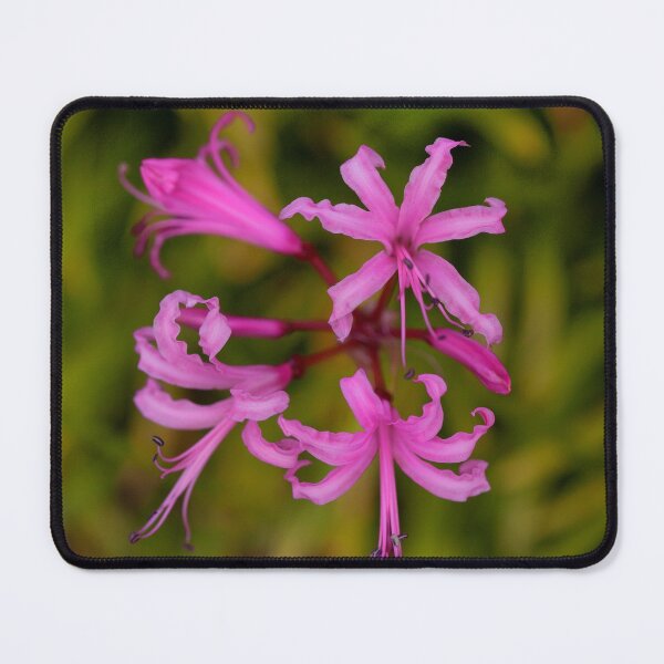 Item preview, Floral Anemones designed and sold by Dave Hare Photography.