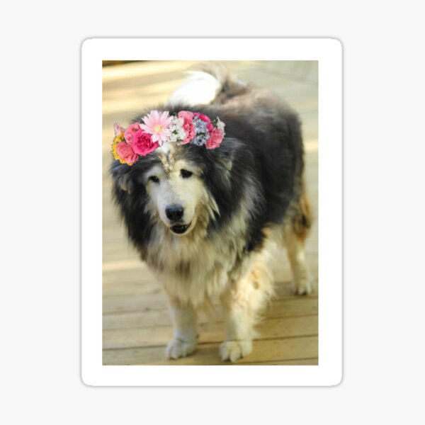 Leo from Old Friends Senior Dog Sanctuary Sticker