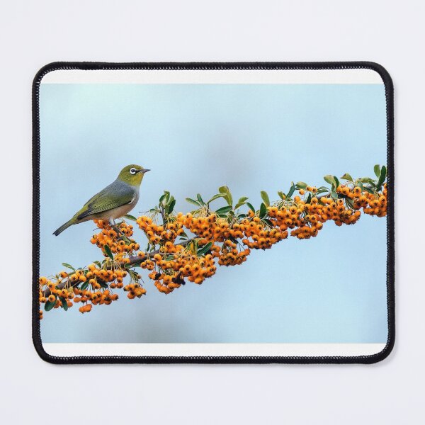 Item preview, Silvereye on berries designed and sold by DaveBassett.