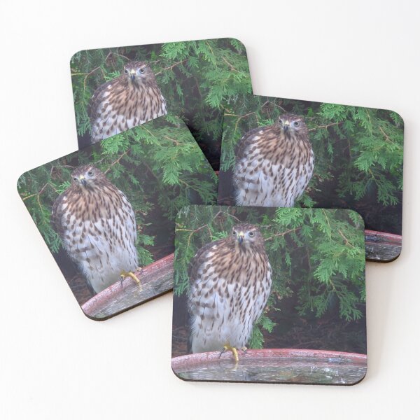 Item preview, Cooper's hawk designed and sold by MarianBendeth.