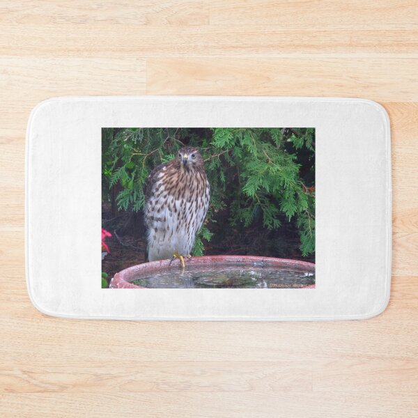 Item preview, Cooper's hawk designed and sold by MarianBendeth.