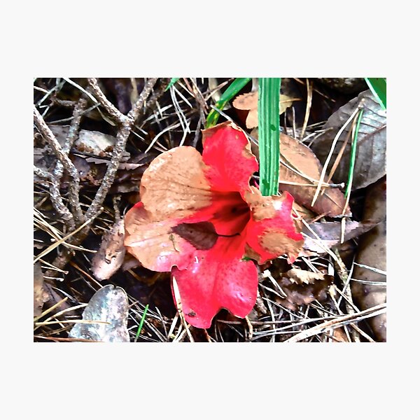 Item preview, Fallen Hibiscus Blossom designed and sold by Shulie1.