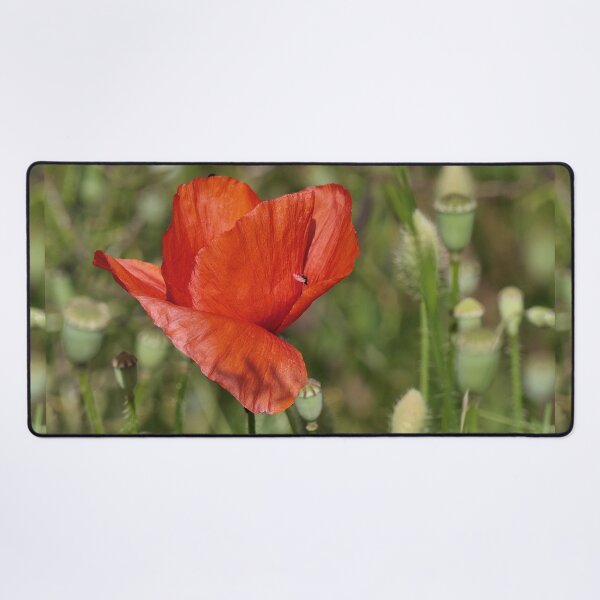 Item preview, r 2551/ 4 " son Coeur s'envole vers vous ! Un Amour de Coquelicot " par Okaio Créations Olavia&Olao designed and sold by o.okaïo.