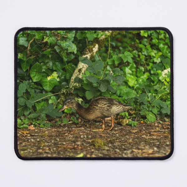Item preview, A duck walks in a dark Irish forest designed and sold by AlbertMi.