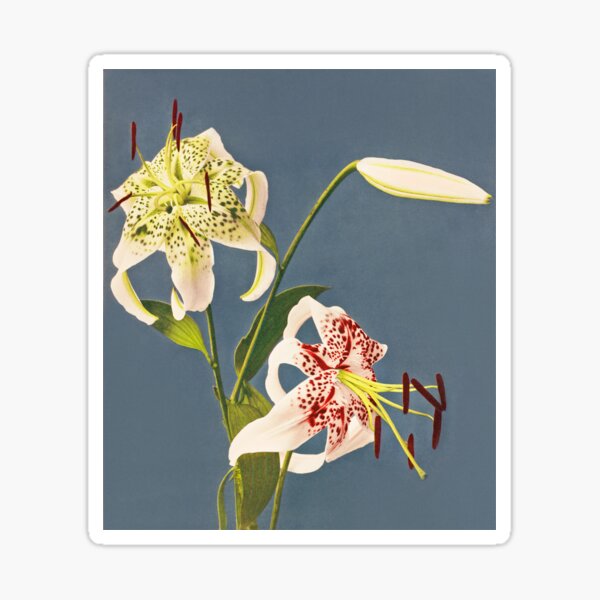 Item preview, Retro Japanese Flower Lilies (1897) by Kazumasa Ogawa designed and sold by Designedbysm.