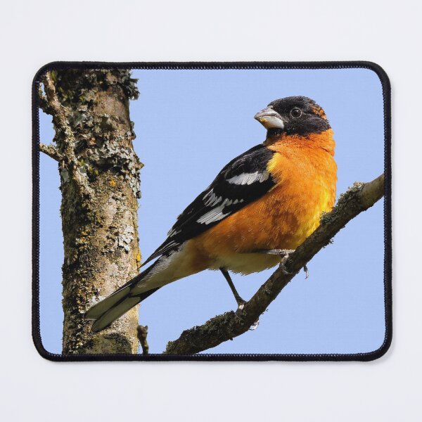Item preview, Profile of a Male Black-Headed Grosbeak Songbird designed and sold by walkswithnature.