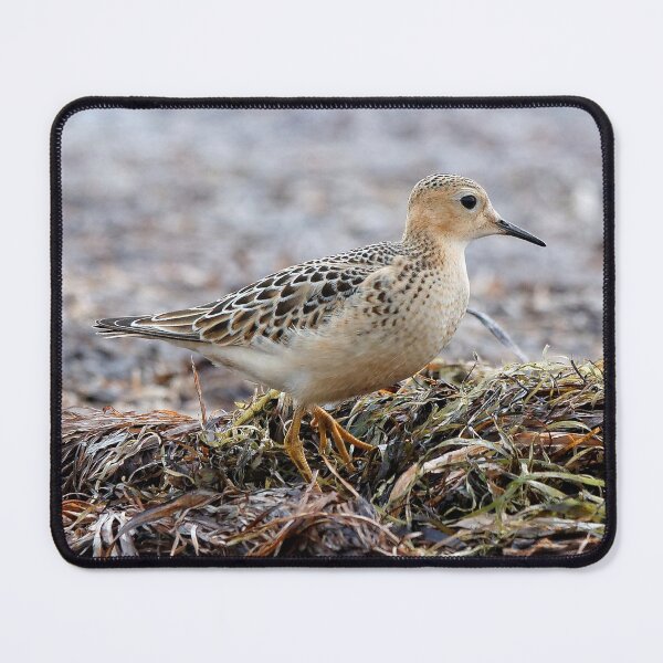 Item preview, Buff-Breasted Sandpiper at the Beach designed and sold by walkswithnature.