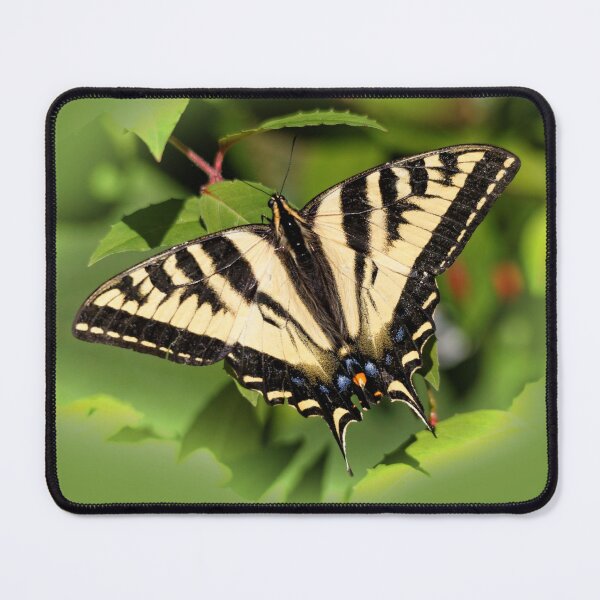 Item preview, Beautiful Western Tiger Swallowtail Butterfly in the Backyard designed and sold by walkswithnature.