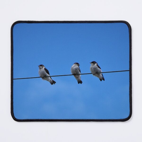 Item preview, Three Tree Swallows on a Wire designed and sold by Kelley-Art.