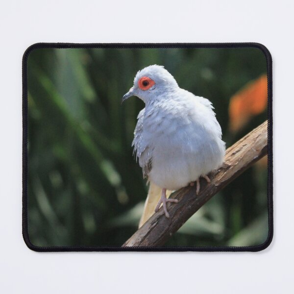 Item preview, Portrait of a Diamond Dove designed and sold by walkswithnature.