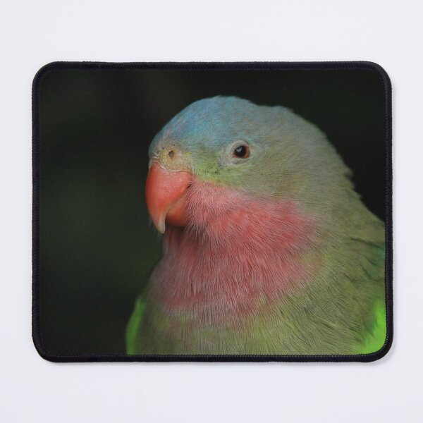 Item preview, Portrait of a Sleepy Alexandra's / Princess Parrot designed and sold by walkswithnature.