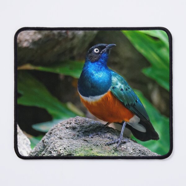 Item preview, A Dashing Figure in Blue, Green, and Russet: African Superb Starling designed and sold by walkswithnature.