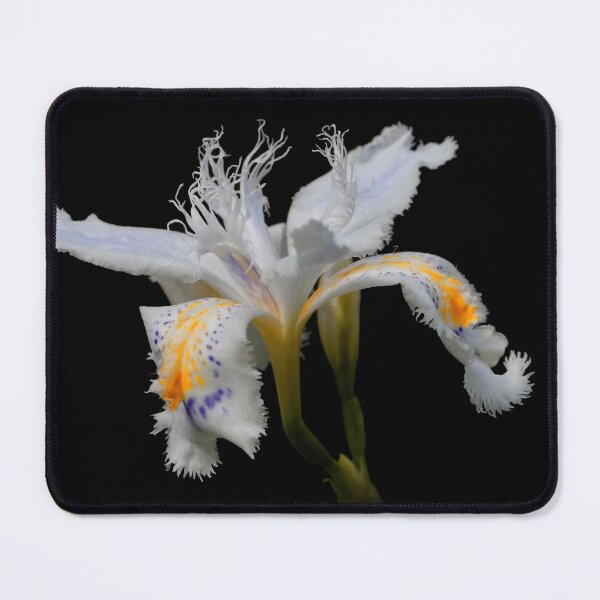 Item preview, Elegant Iris Japonica / Fringed Iris Flower designed and sold by walkswithnature.