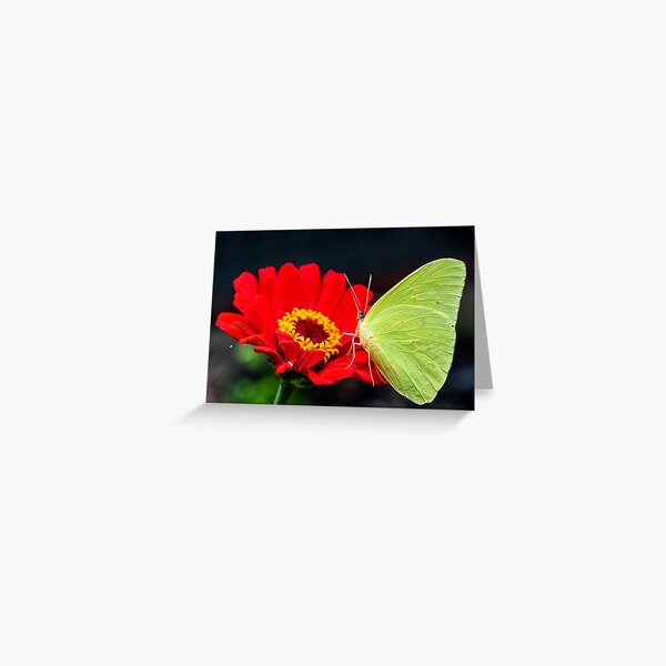 Item preview, Butterfly on red flower designed and sold by Westhemm.